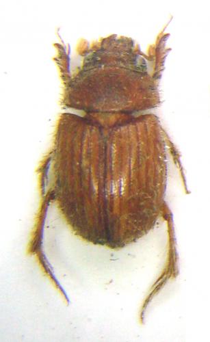 Mimochodaeus sp.